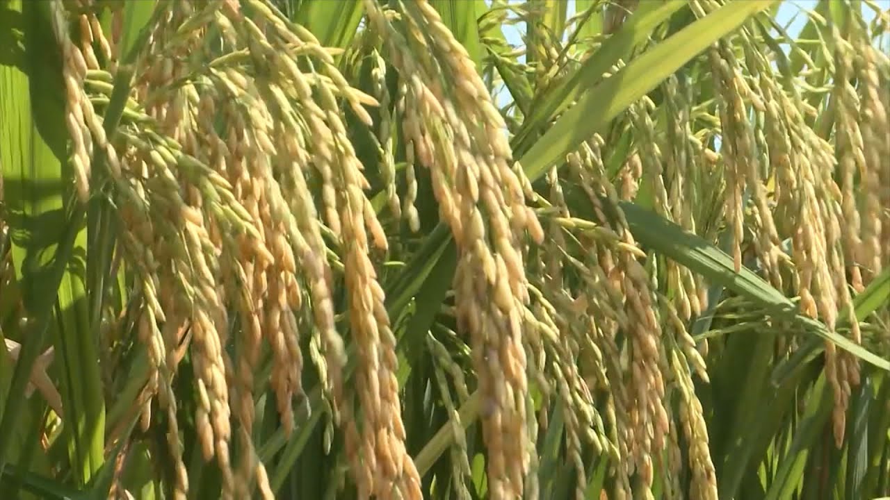 Giá lúa gạo hôm nay 1411 Giá gạo nguyên liệu xuất khẩu biến động trái chiều