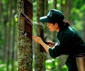 Xuất khẩu cao su của Việt Nam giảm sâu giữa lúc giá thế giới tăng nhẹ 