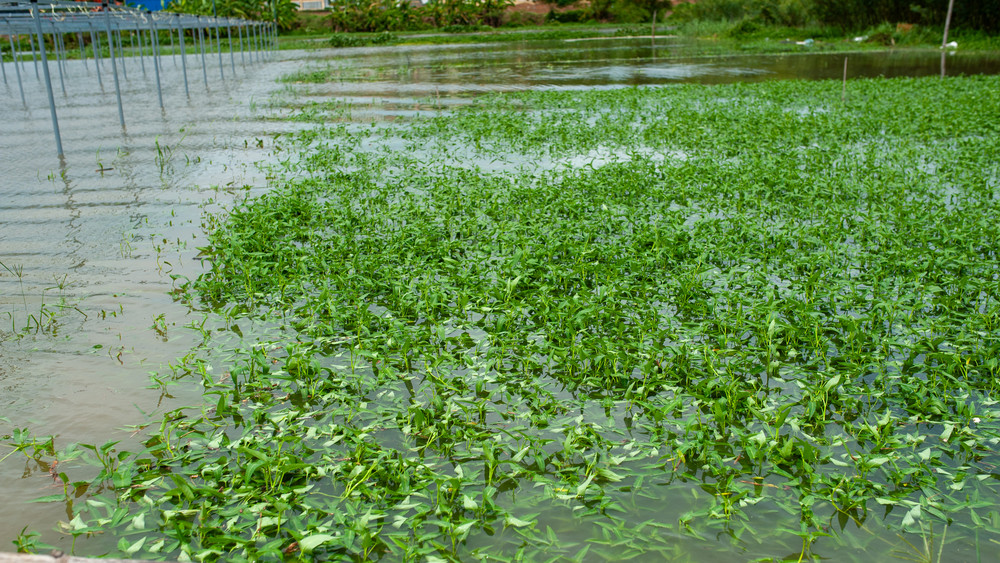 Khánh Hòa Tập trung khôi phục sản xuất nông nghiệp sau mưa lũ
