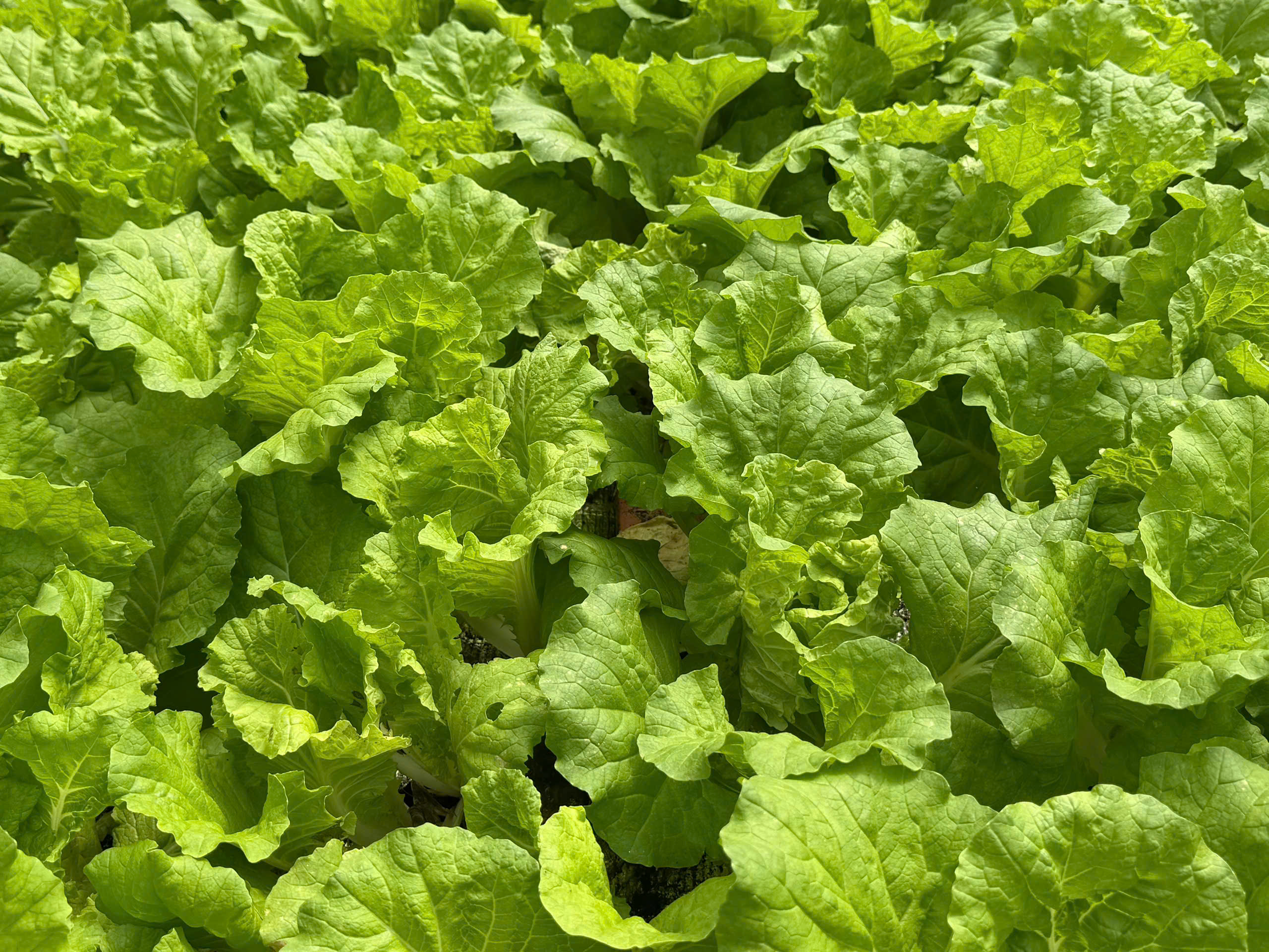 Mô hình rau sạch tại Bến Tre Farm Tiềm năng hợp tác trong chuỗi nông sản an toàn