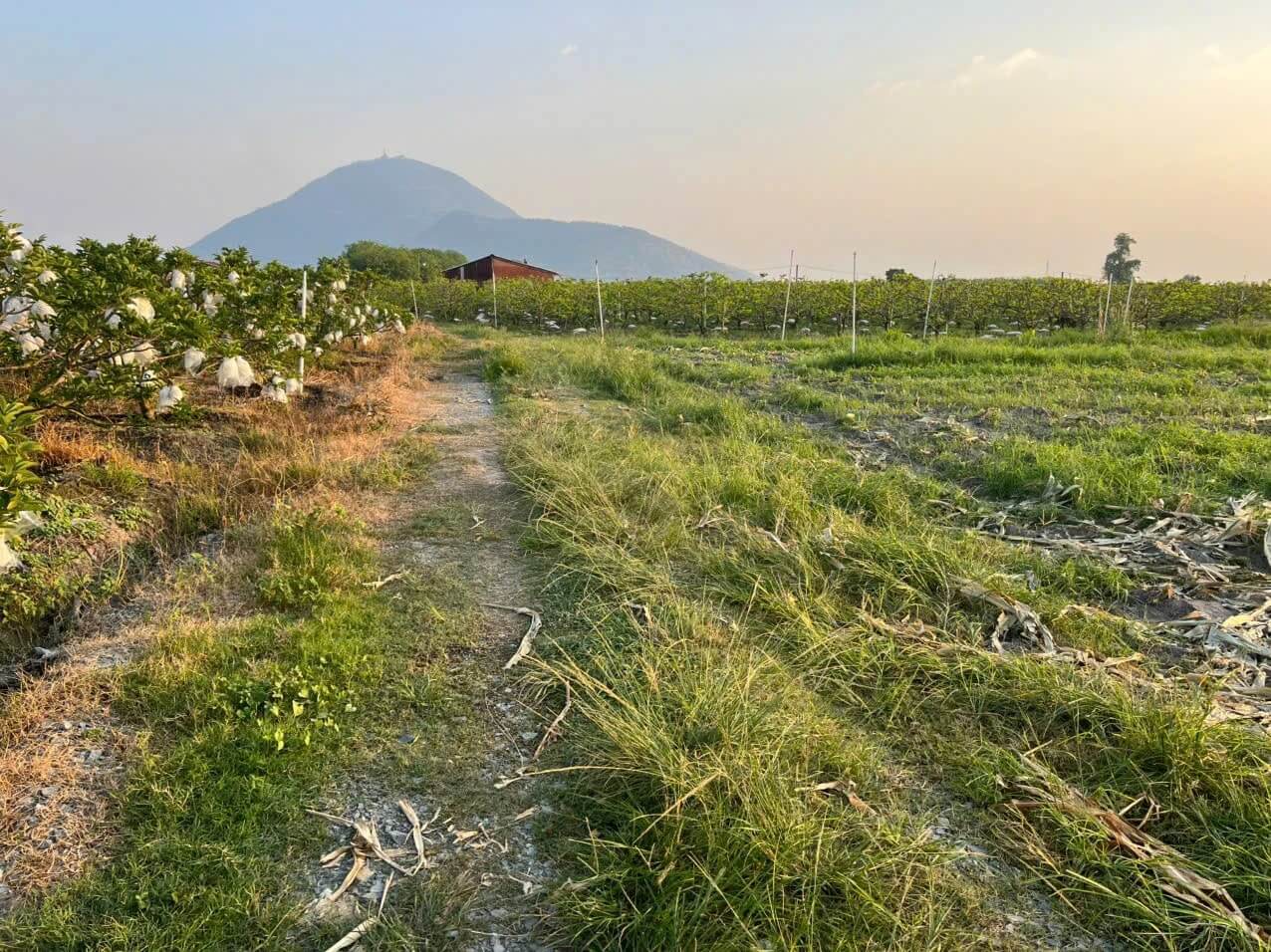 Cảnh giác với cam kết tách thửa, lên thổ cư tại tây Ninh