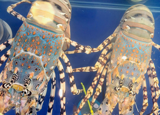 Tôm hùm bông khan hàng, giá leo thang