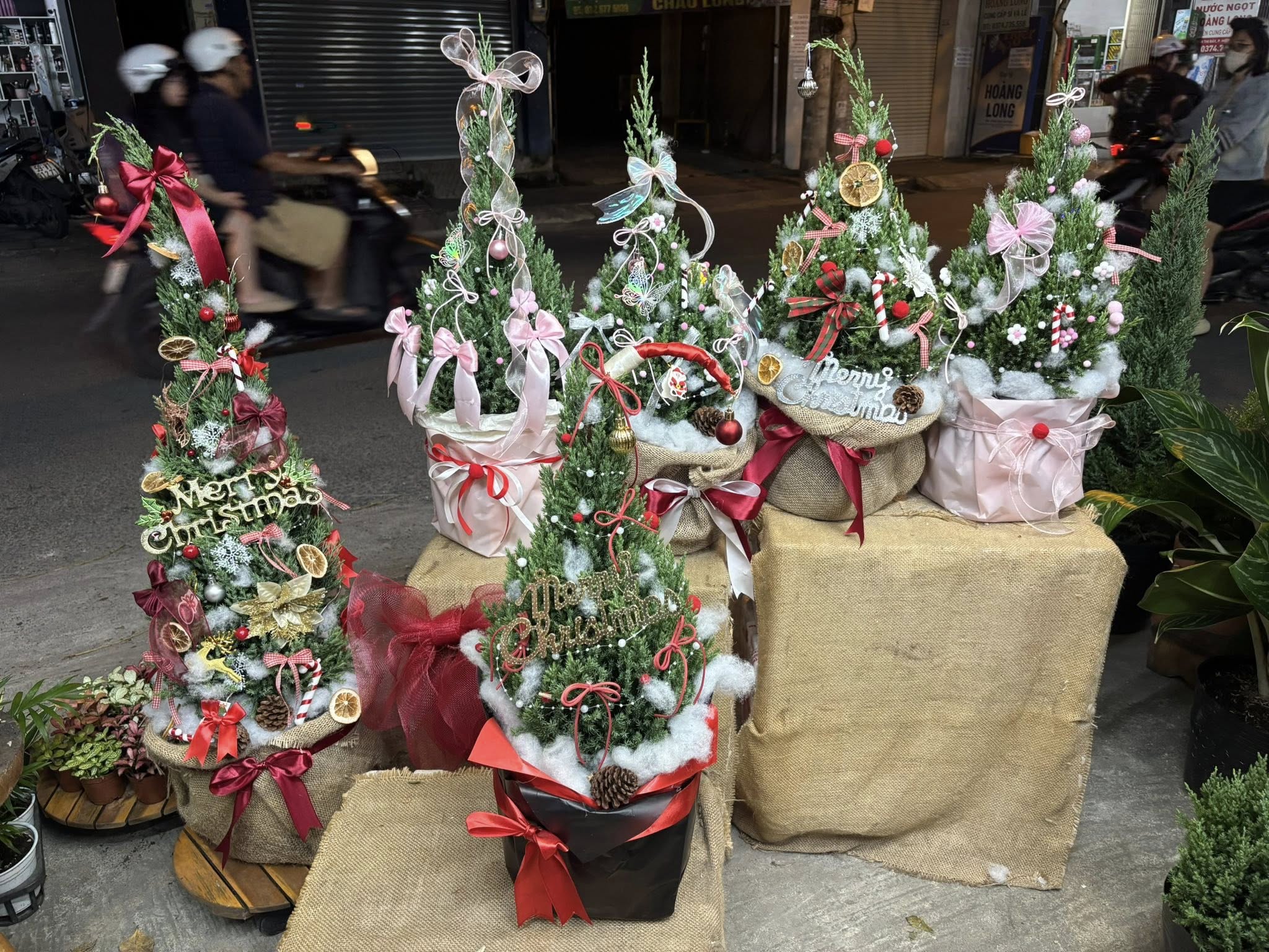 Thị trường trang trí Giáng sinh TP.HCM Thông tươi giá cao, sức mua vẫn dè dặt