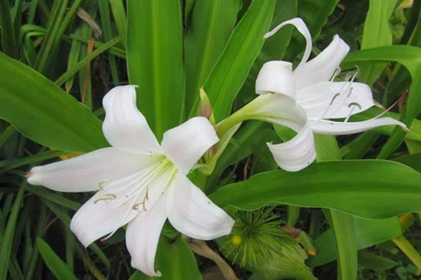 U xơ tử cung dưới niêm mạc là gì Dấu hiệu, biến chứng và cách cải thiện hiệu quả