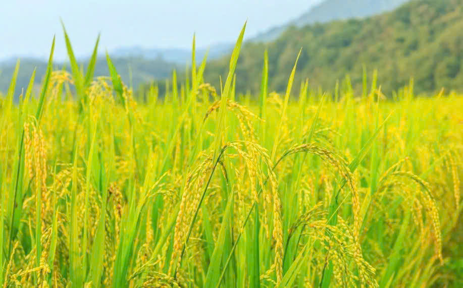 Giá lúa gạo hôm nay 2512 Lúa giữ giá, gạo tăng nhẹ một số chủng loại