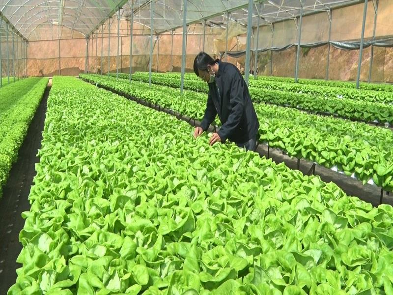 OCOP Lâm Đồng Nâng tầm đặc sản cao nguyên, mở rộng thị trường tiêu thụ