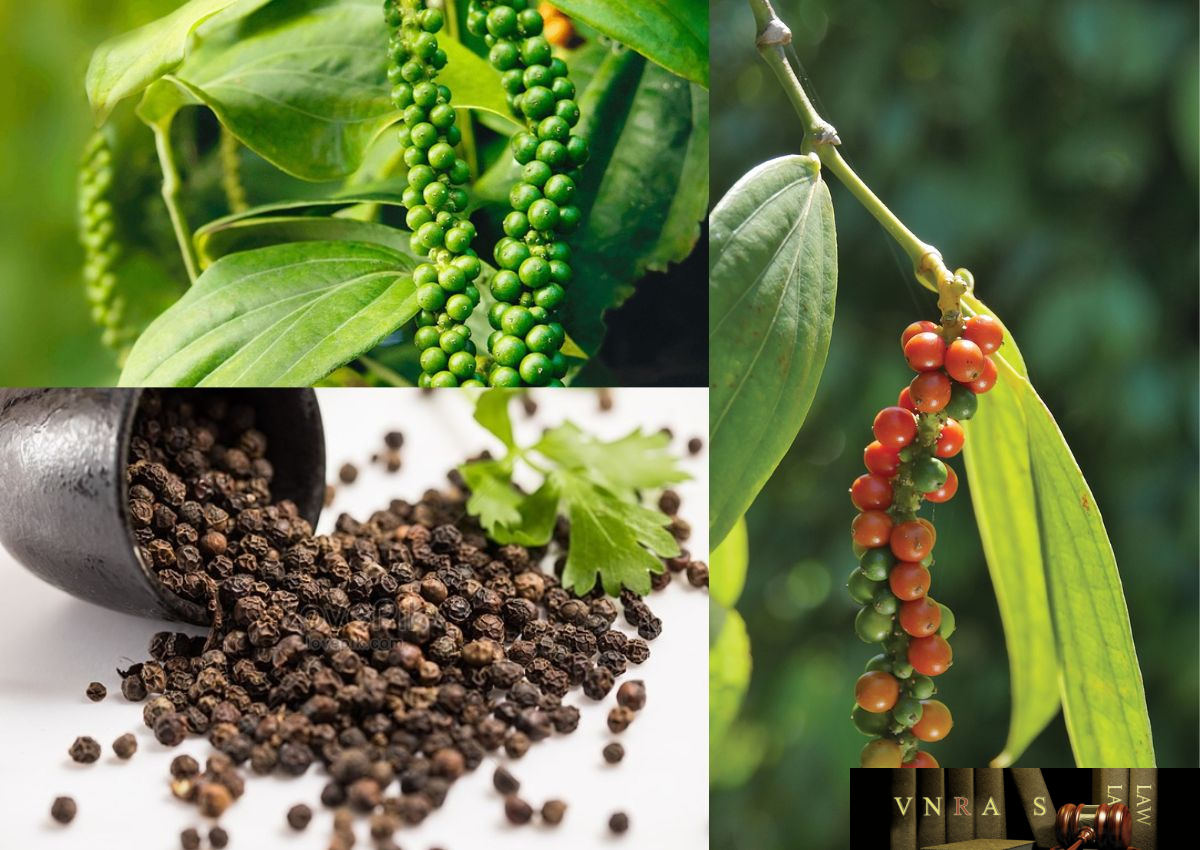 Giá tiêu hôm nay 11 Thị trường lặng sóng