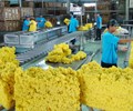 Nguồn cung cao su toàn cầu dự báo thấp hơn nhu cầu trong năm 2025 