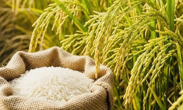 Giá lúa gạo hôm nay 311 Thị trường trong nước và xuất khẩu ổn định, lúa chững giá