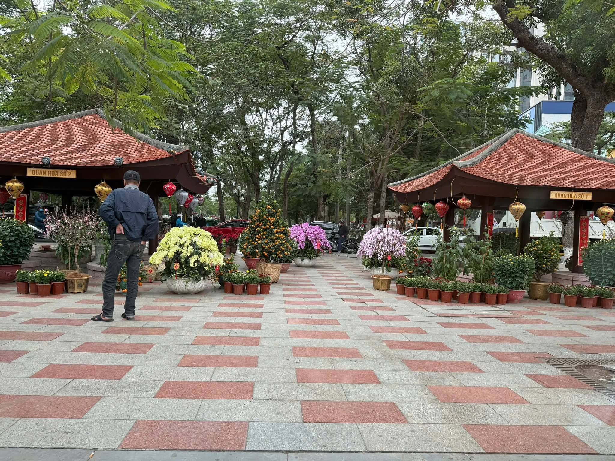 Hải Phòng giữ quán hoa, giữ hồn thành phố