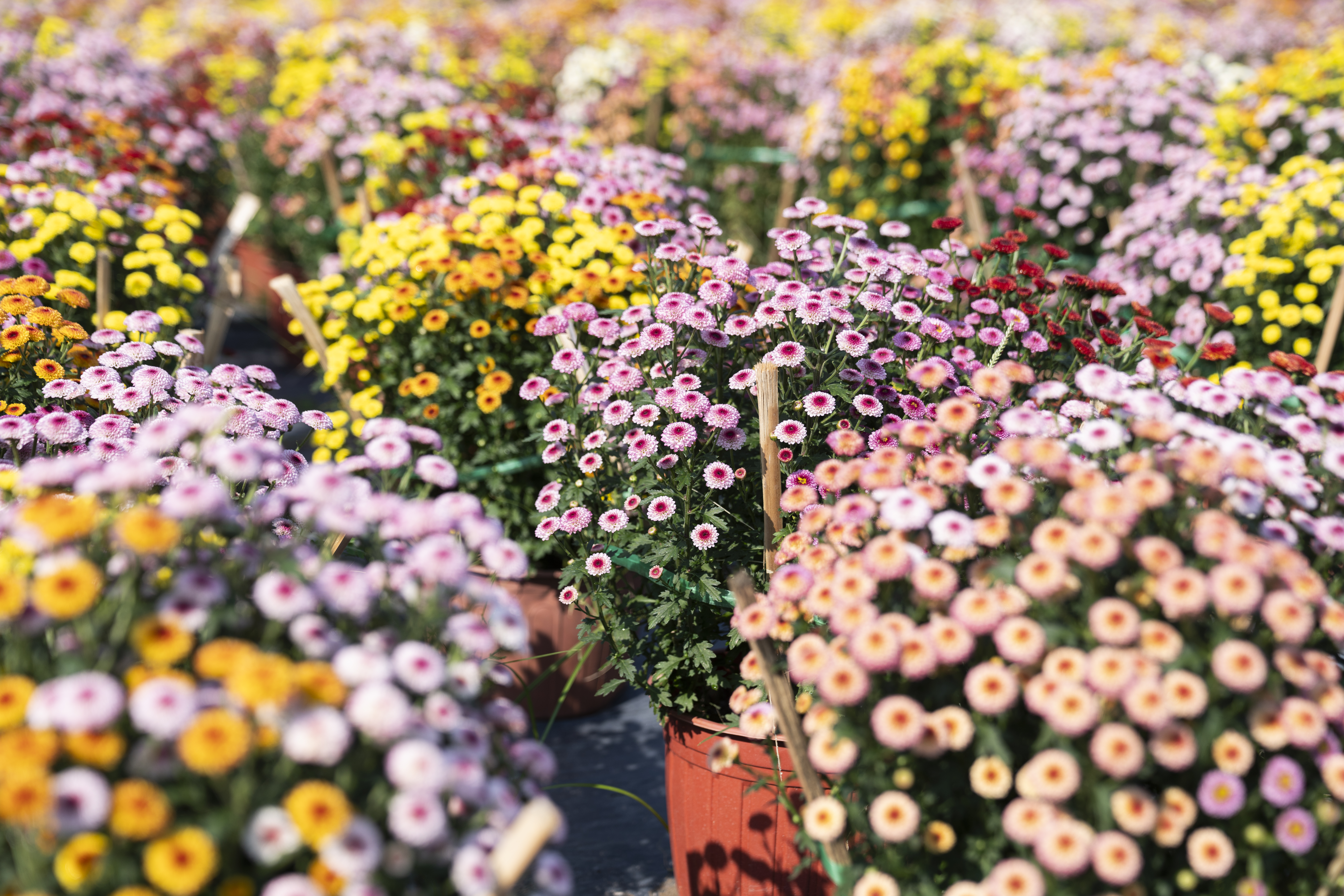 Rực rỡ vườn hoa Tết Hồ Tràm, nông dân tất bật chờ mùa mua sắm cao điểm