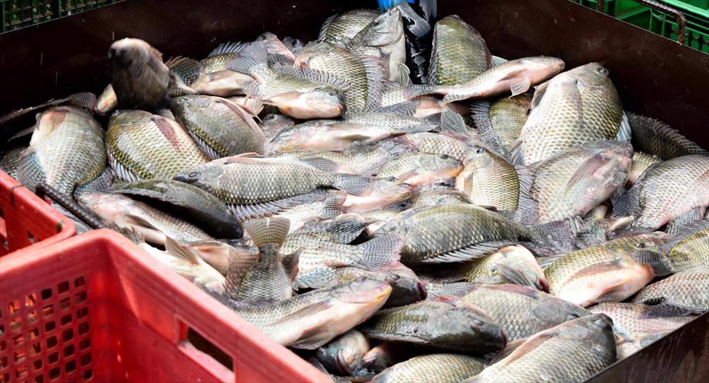  Yếu tố để xuất khẩu cá rô phi Việt Nam duy trì tăng trưởng và mở rộng thị trường 