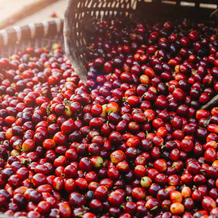 ICO Thương mại cà phê toàn cầu khởi sắc, xuất khẩu tháng 12 tăng hơn 10%