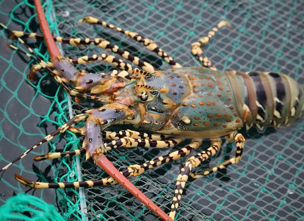 Tôm hùm Việt Nam chiếm lĩnh thị phần tại Trung Quốc giữa làn sóng nhập khẩu kỷ lục