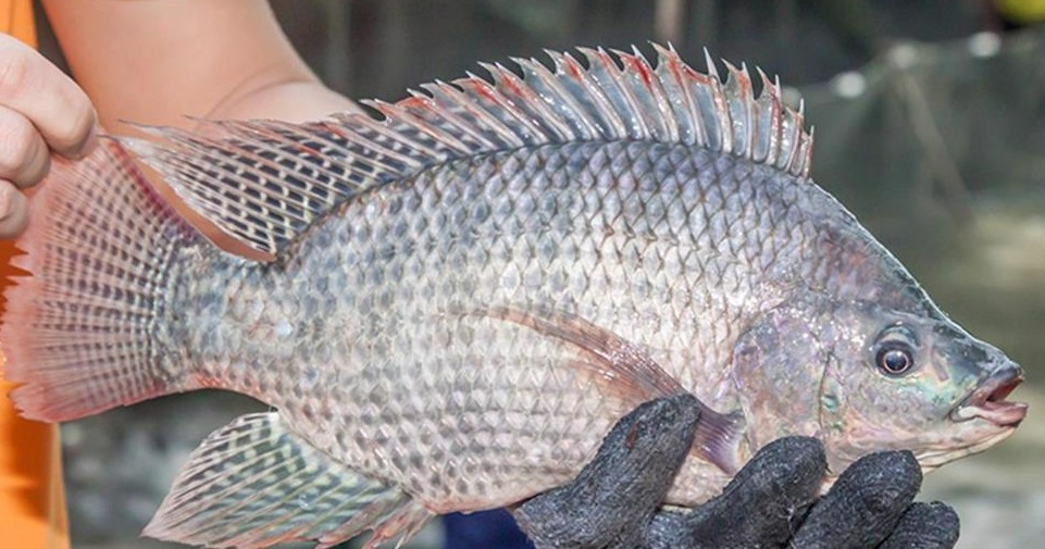 EU 'khát' cá thịt trắng, cá rô phi Việt Nam đứng trước thời cơ mới