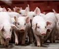 Giá heo hơi ngày 29/3 Nghệ An - Hà Tĩnh chạm đáy 