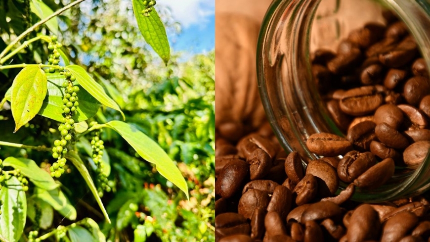 Giá nông sản hôm nay 1/4: Cà phê giảm sâu dưới mốc 90.000 đồng/kg, tiêu tăng trở lại, lúa gạo biến động nhẹ