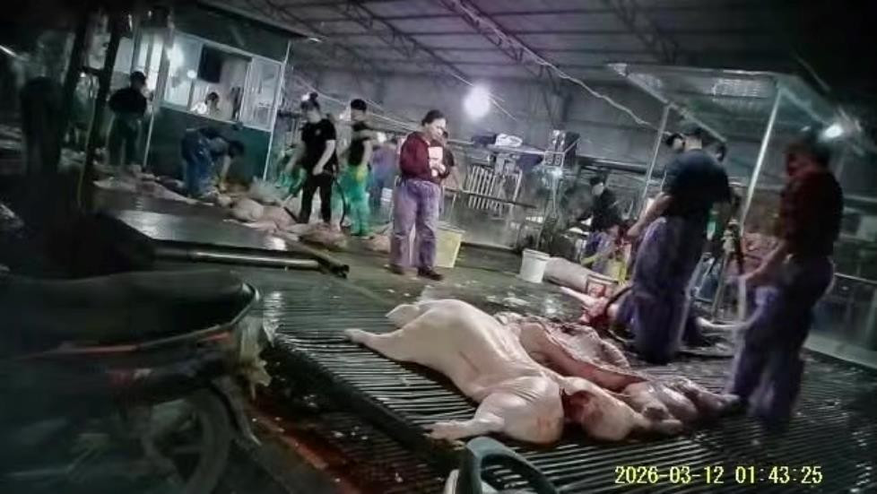 Lỗ hổng nào khiến lợn bệnh vẫn “qua cửa” kiểm dịch?