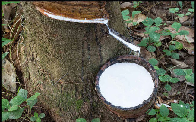 Giá cao su hôm nay 6/4: Thế giới biến động trái chiều, trong nước đi ngang