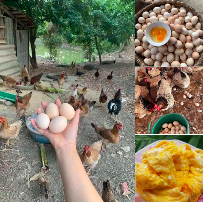 Vì sao giá trứng gà giảm mạnh