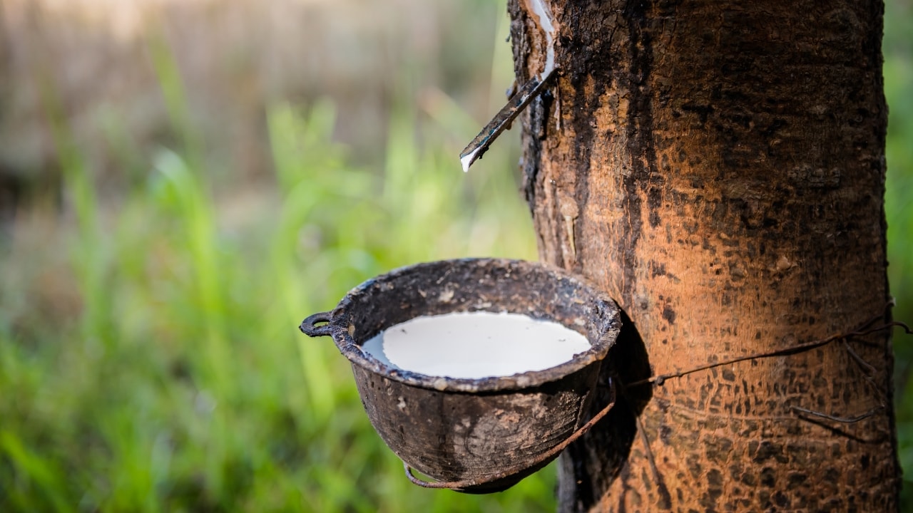 Giá cao su ngày 124 Thị trường thế giới khép tuần trong sắc đỏ