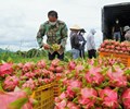 Xuất khẩu thanh long sang Thái Lan và Trung Đông tăng mạnh 