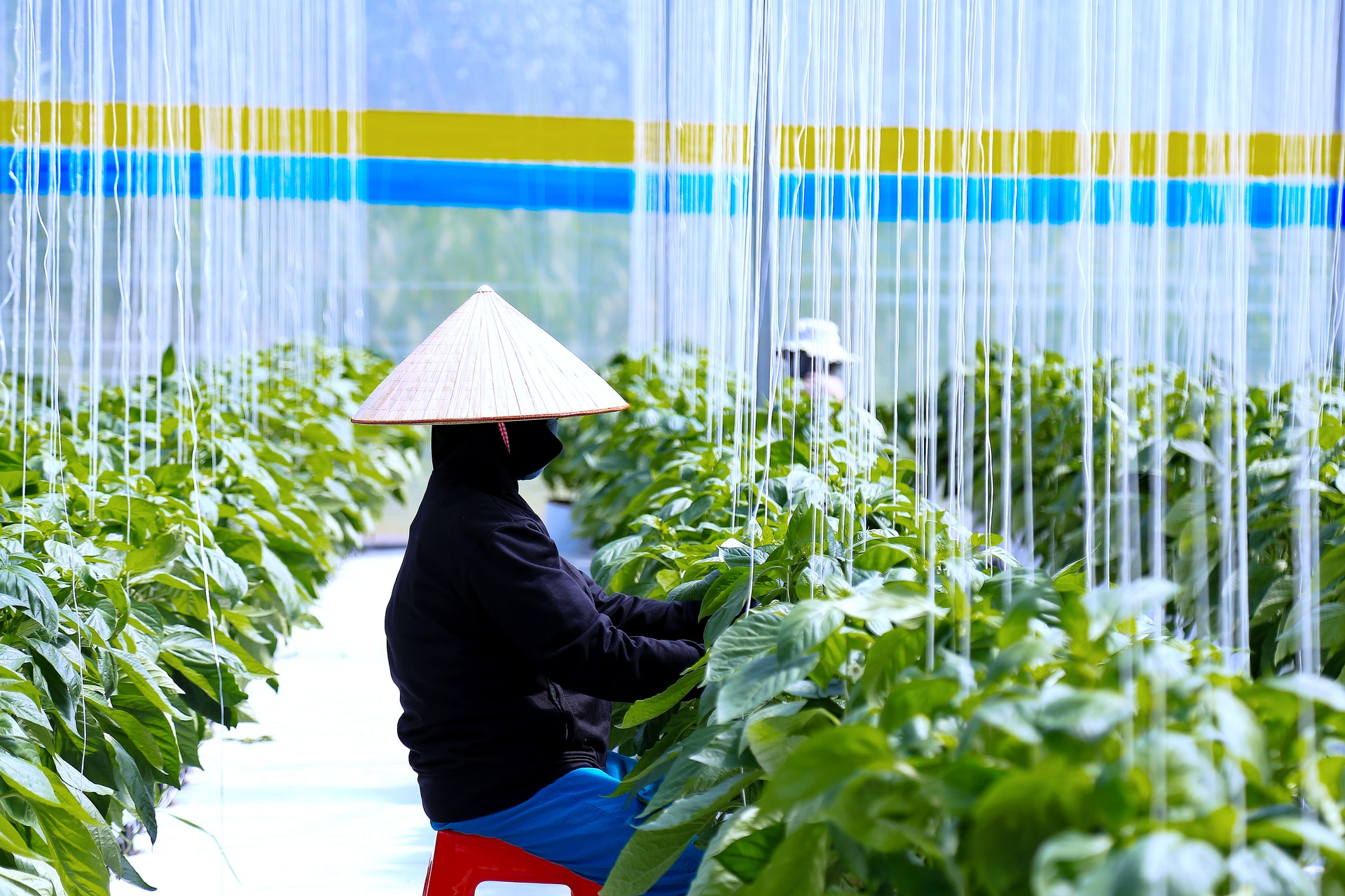 Lâm Đồng: Nâng tầm sản phẩm OCOP, mở rộng thị trường và liên kết vùng để phát triển bền vững