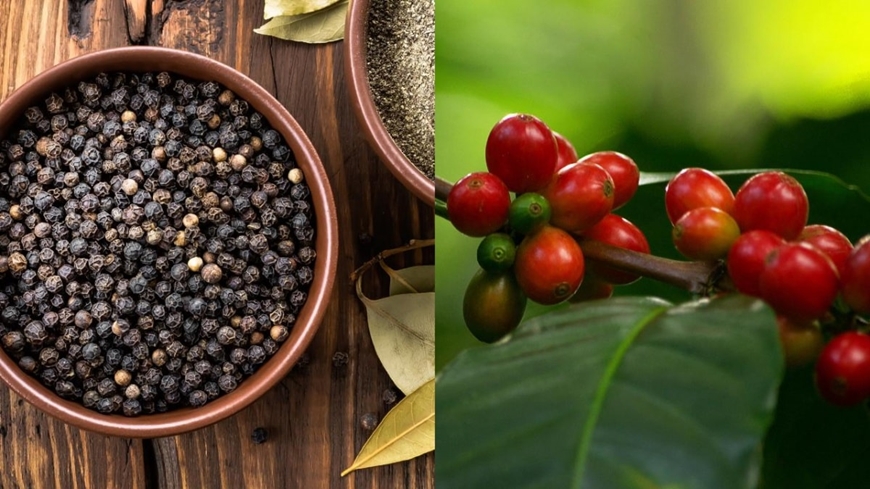 Giá nông sản hôm nay 204 Cà phê giảm sâu, hồ tiêu phục hồi nhẹ, lúa gạo đi ngang