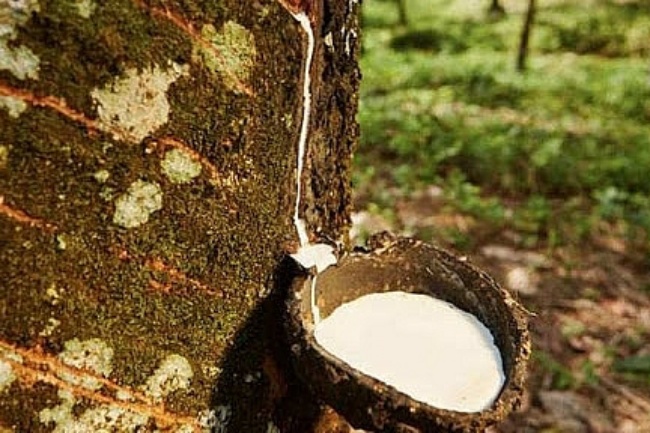 Giá cao su hôm nay 24/4: Thị trường châu Á đồng loạt tăng, trong nước giữ ổn định