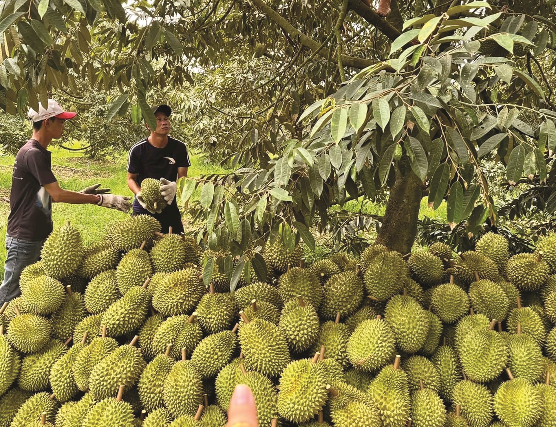 Giá sầu riêng hôm nay 6/5: Sầu Thái giảm mạnh, loại A lùi về ngưỡng 100.000 đồng/kg