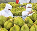 Bộ Nông nghiệp yêu cầu tháo gỡ ách tắc kiểm nghiệm thúc đẩy xuất khẩu sầu riêng