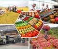 Xuất khẩu nông sản tăng mạnh nhưng áp lực vẫn bủa vây