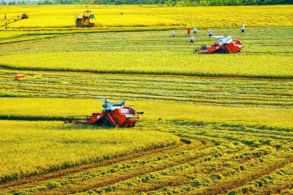 TP Cần Thơ: Nâng cao năng lực cạnh tranh, thúc đẩy chế biến sâu để chinh phục thị trường