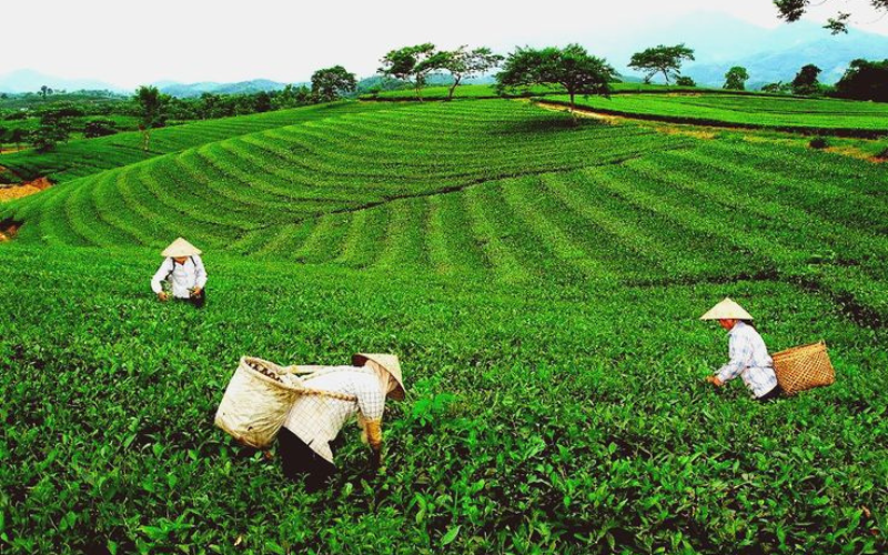 Nâng cao giá trị chè Việt trên thị trường quốc tế