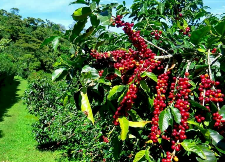 Ngành cà phê trong nỗ lực vượt vòng xoáy giá giảm