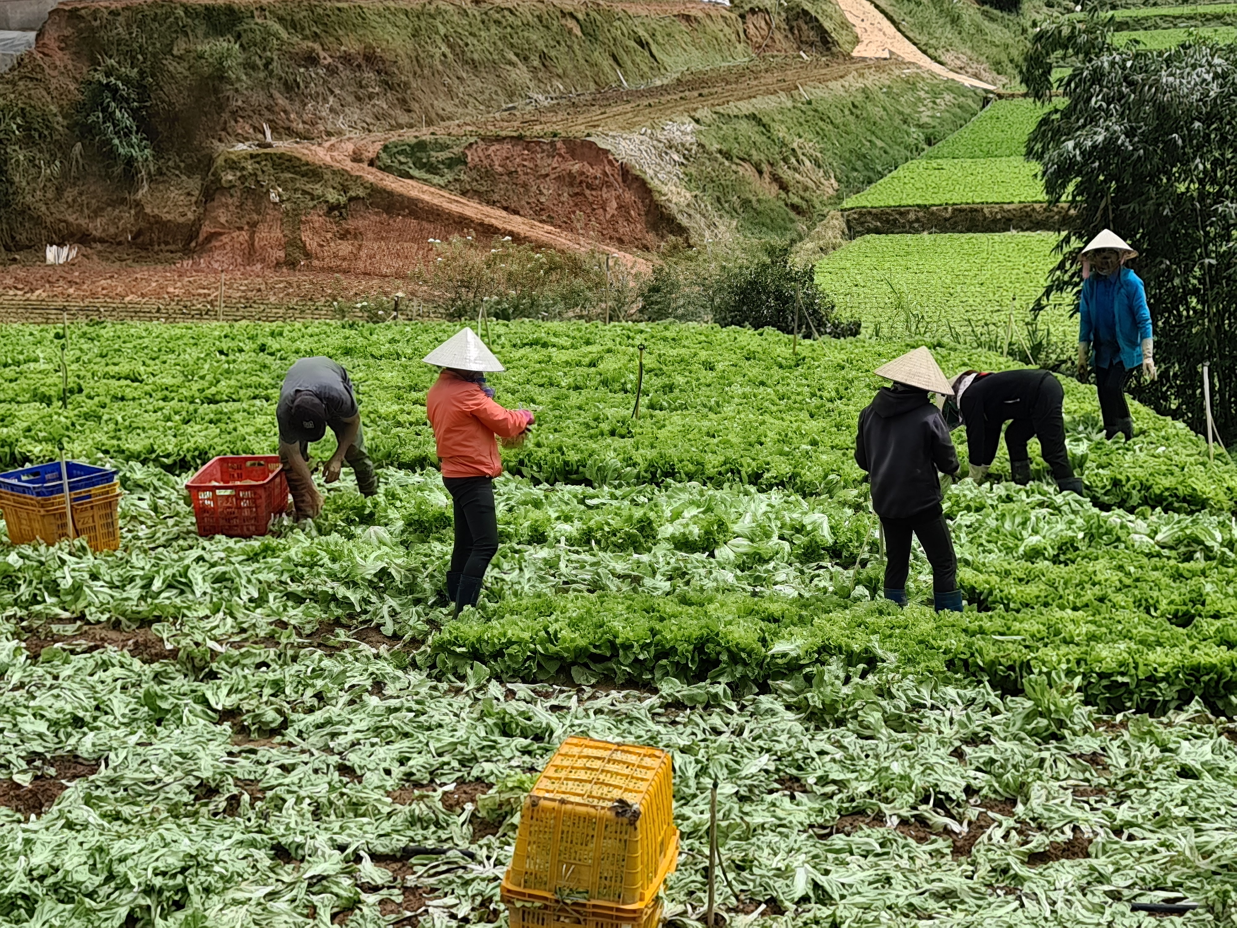 Lâm Đồng: Siết chặt quản lý vật tư nông nghiệp, ngăn hàng giả bảo vệ thương hiệu nông sản