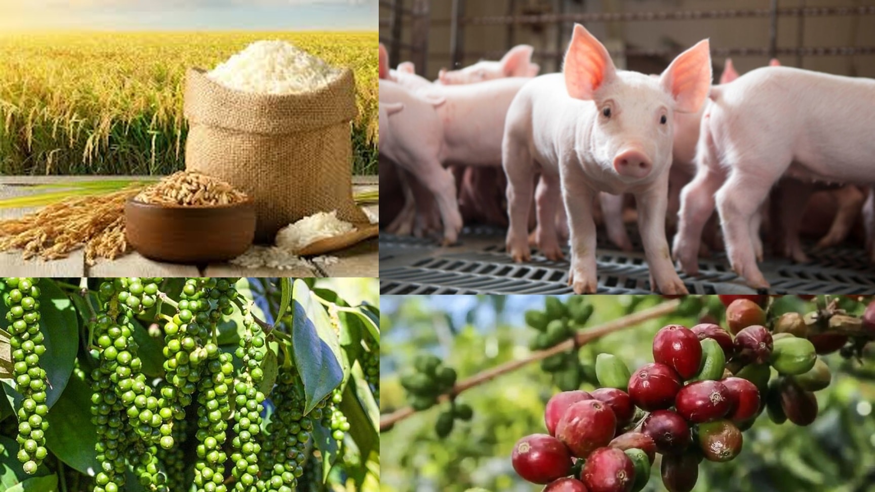 Giá nông sản hôm nay 205 Cà phê bật tăng, hồ tiêu giảm mạnh, lúa gạo khởi sắc