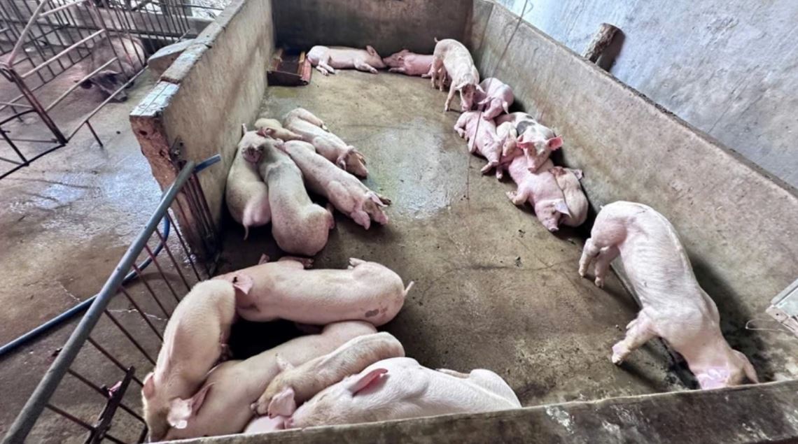 Đồng Nai Khởi tố nhóm đối tượng thu gom heo bệnh, heo chết chế biến heo quay bán ra thị trường