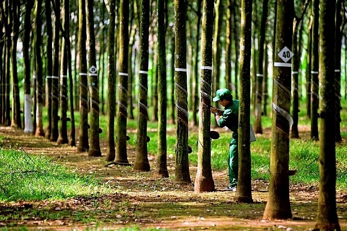 Cao su Phước Hòa (PHR) thưởng cổ phiếu tỷ lệ 10:8, kỳ vọng lợi nhuận kỷ lục nhờ "mỏ vàng" đền bù đất