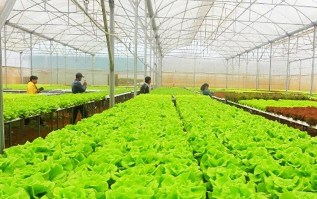 Lâm Đồng: Đẩy mạnh chuyển đổi số, hướng tới trung tâm nông nghiệp xanh của Đông Nam Á