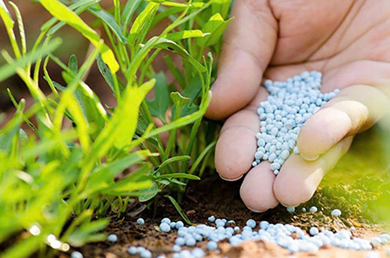Giá phân bón liên tục lao dốc do nhu cầu suy yếu, thị trường vẫn tiềm ẩn biến động