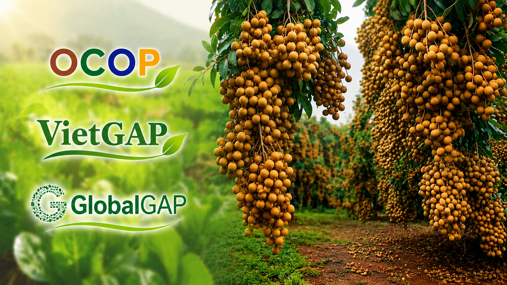 OCOP, VietGAP, GlobalGAP: Đừng nhầm "tem chứng nhận" với "tem bảo đảm chất lượng"