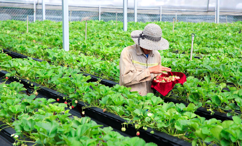 Lâm Đồng nâng chuẩn OCOP, tạo động lực phát triển sản phẩm đặc trưng địa phương