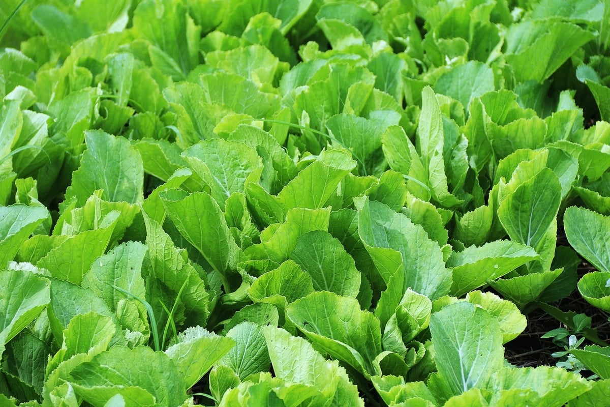 Lâm Đồng xây "lá chắn" chất lượng nông sản để vượt rào cản xuất khẩu