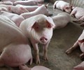 Giá heo hơi hôm nay 8/7 Miền Bắc giảm cục bộ 1.000 đồng/kg miền Trung và miền Nam tiếp tục đi ngang 