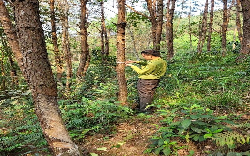 Thị trường gỗ xuất khẩu Khi dấu chân carbon trở thành lợi thế cạnh tranh