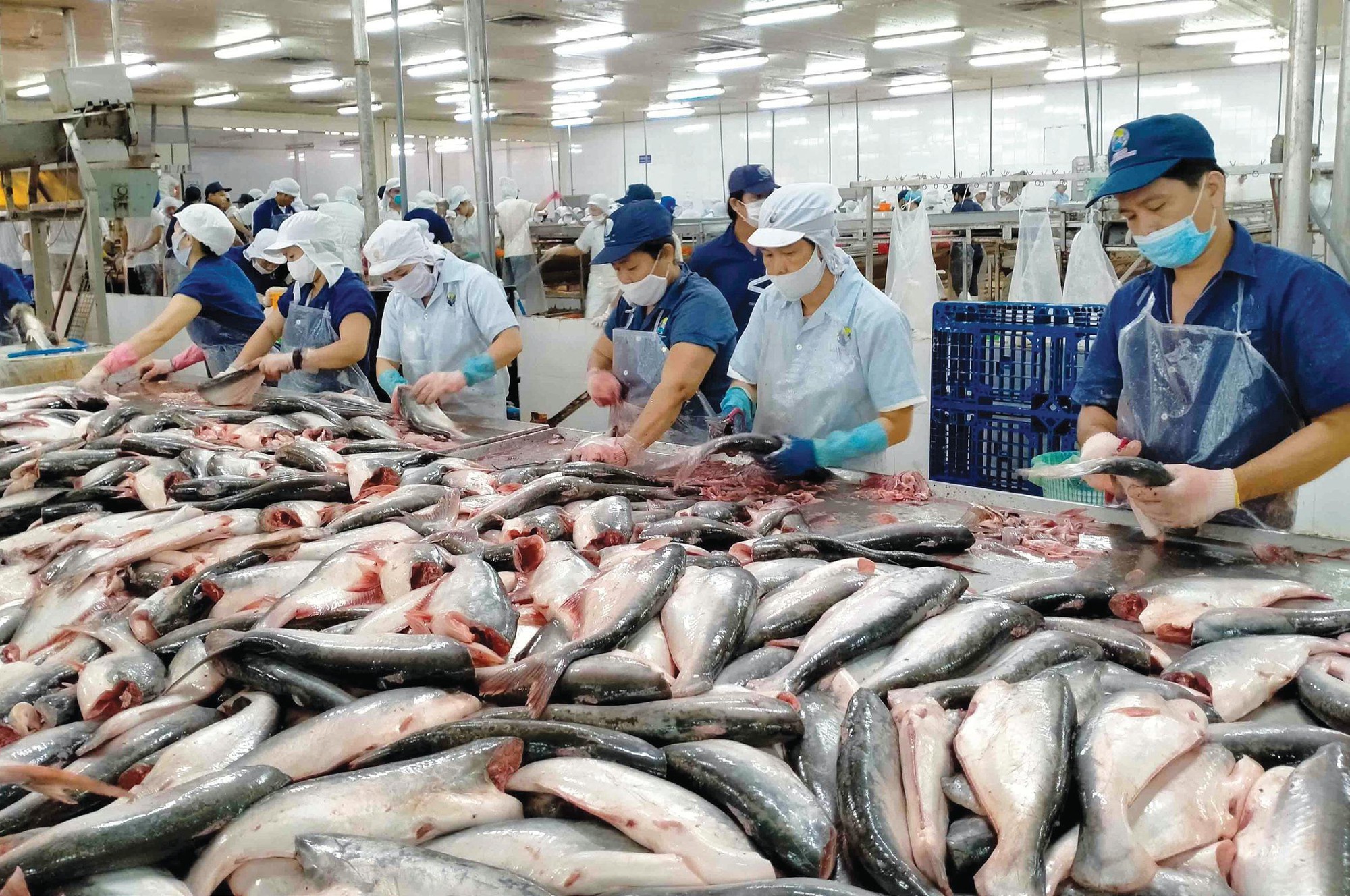 FTA Việt Nam - EFTA: Cơ hội mới cho xuất khẩu thủy sản Việt Nam