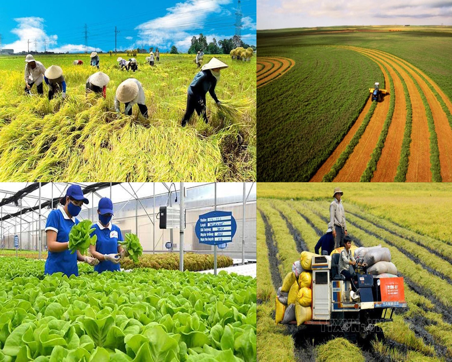 Khơi mở động lực mới cho phát triển kinh tế nông nghiệp