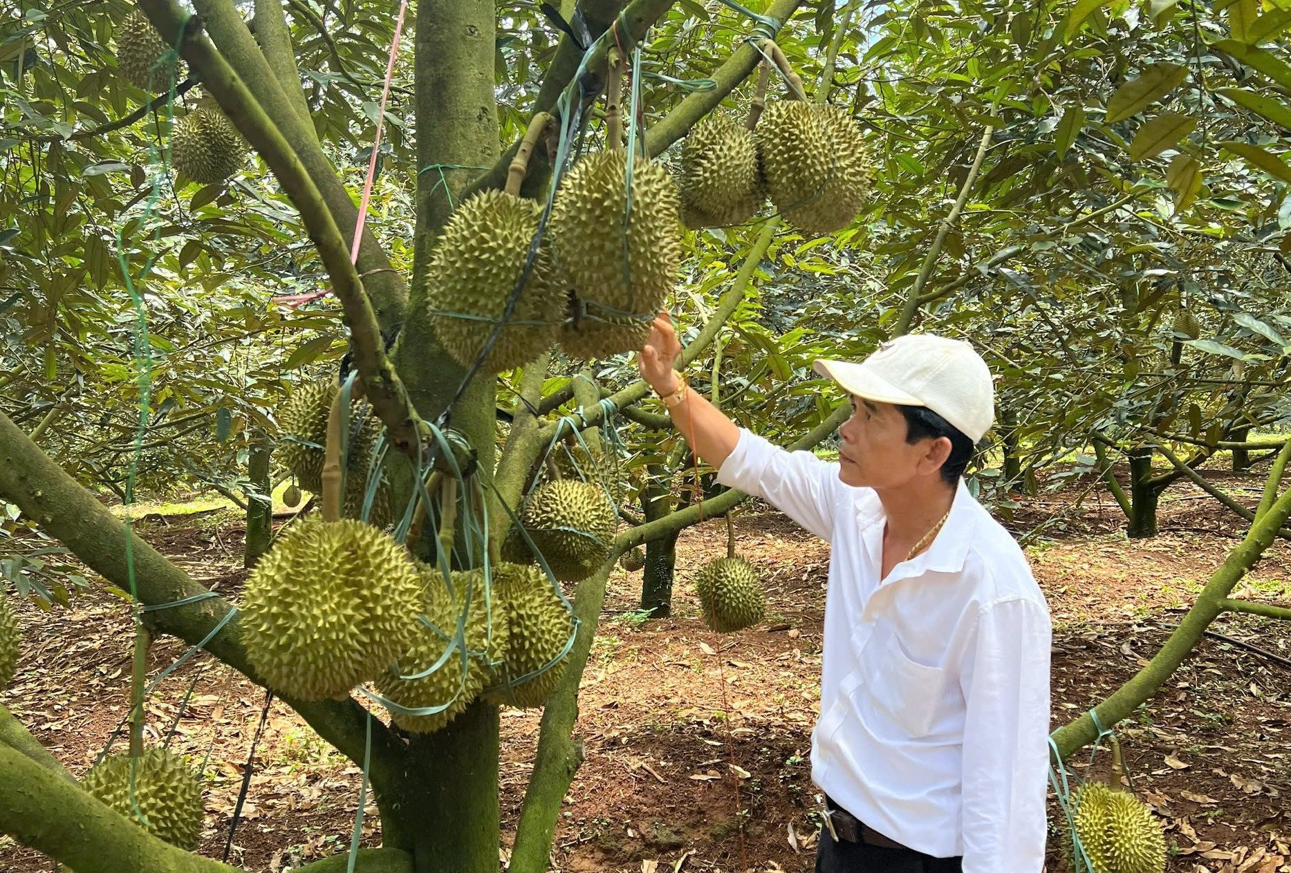 Lâm Đồng mở rộng nông nghiệp hữu cơ, xây dựng chuỗi giá trị nông sản xanh