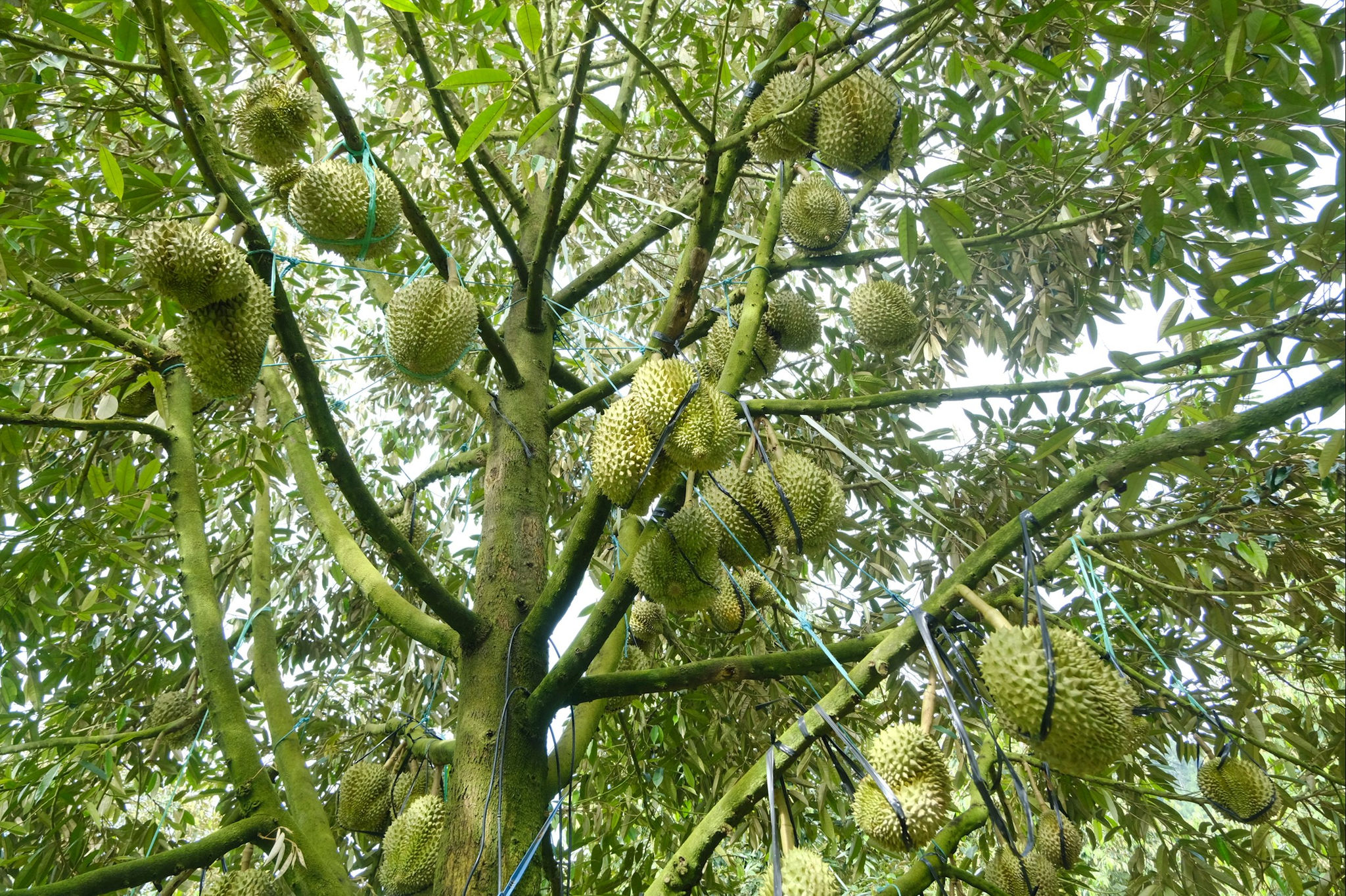 Thanh tra Chính phủ thanh tra công tác cấp mã số vùng trồng tại Lâm Đồng